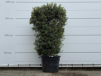 Olijfboom struik - olea europaea - ca. 25 jaar oud - hoogte ca. 180 cm