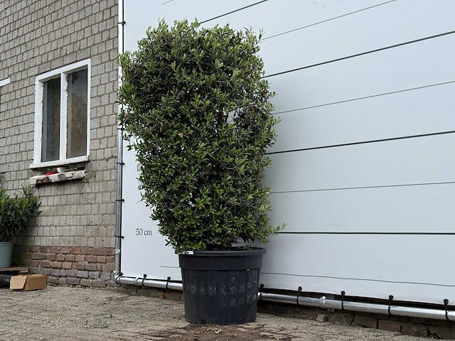 Olijfboom struik - olea europaea - ca. 25 jaar oud - hoogte ca. 180 cm - afbeelding 2 van  4