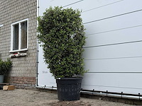 Olijfboom struik - olea europaea - ca. 25 jaar oud - hoogte ca. 180 cm - afbeelding 2 van  4