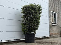 Olijfboom struik - olea europaea - ca. 25 jaar oud - hoogte ca. 180 cm - afbeelding 3 van  4