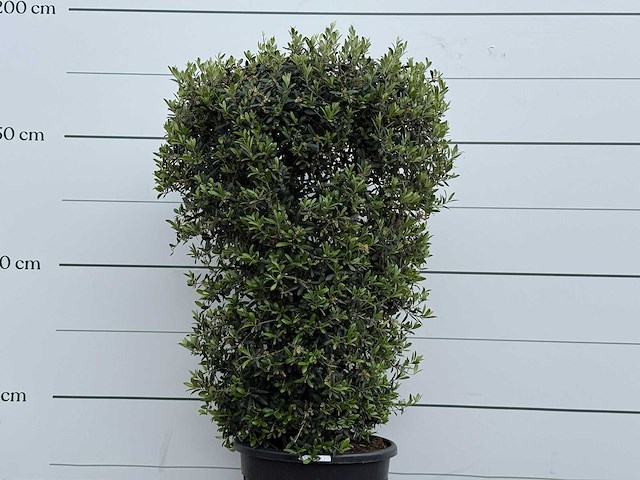 Olijfboom struik - olea europaea - ca. 25 jaar oud - hoogte ca. 180 cm - afbeelding 4 van  4