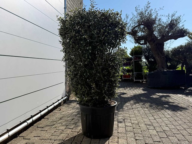 Olijfboom struik - olea europaea - hoogte ca. 160 cm - afbeelding 1 van  2