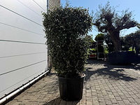Olijfboom struik - olea europaea - hoogte ca. 160 cm - afbeelding 1 van  2