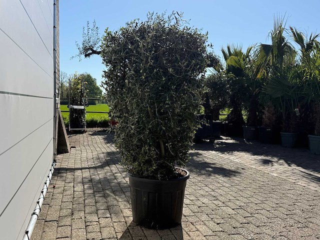 Olijfboom struik - olea europaea - hoogte ca. 160 cm - afbeelding 2 van  2