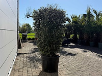 Olijfboom struik - olea europaea - hoogte ca. 160 cm - afbeelding 2 van  2