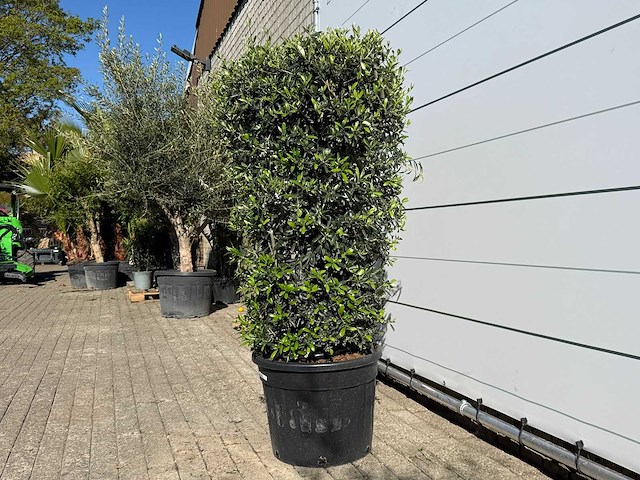 Olijfboom struik - olea europaea - hoogte ca. 160 cm - afbeelding 3 van  6