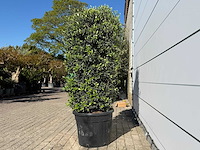 Olijfboom struik - olea europaea - hoogte ca. 160 cm - afbeelding 4 van  6
