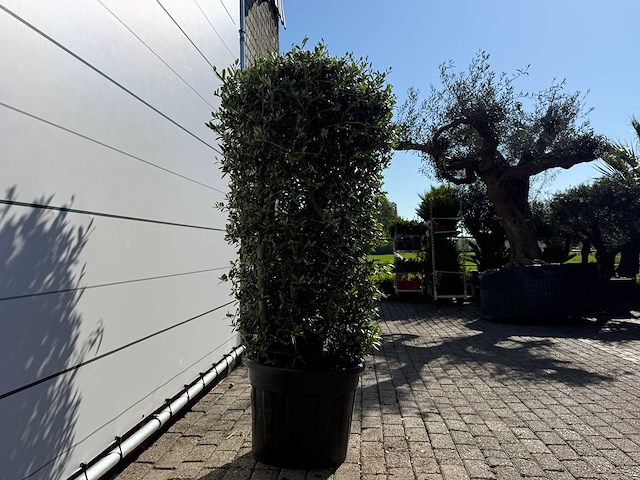 Olijfboom struik - olea europaea - hoogte ca. 160 cm - afbeelding 6 van  6