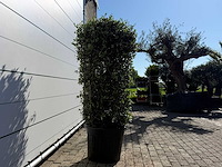 Olijfboom struik - olea europaea - hoogte ca. 160 cm - afbeelding 6 van  6