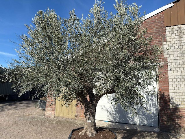 Olijfboom tortuga - olea europaea - 200 jaar oud - hoogte ca. 300 cm - afbeelding 2 van  11