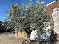 Olijfboom tortuga - olea europaea - 200 jaar oud - hoogte ca. 300 cm - afbeelding 2 van  11