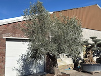 Olijfboom tortuga - olea europaea - 200 jaar oud - hoogte ca. 300 cm - afbeelding 3 van  11