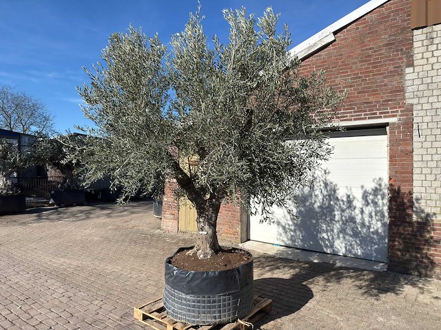 Olijfboom tortuga - olea europaea - 200 jaar oud - hoogte ca. 300 cm - afbeelding 4 van  11