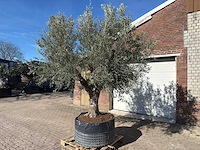 Olijfboom tortuga - olea europaea - 200 jaar oud - hoogte ca. 300 cm - afbeelding 4 van  11