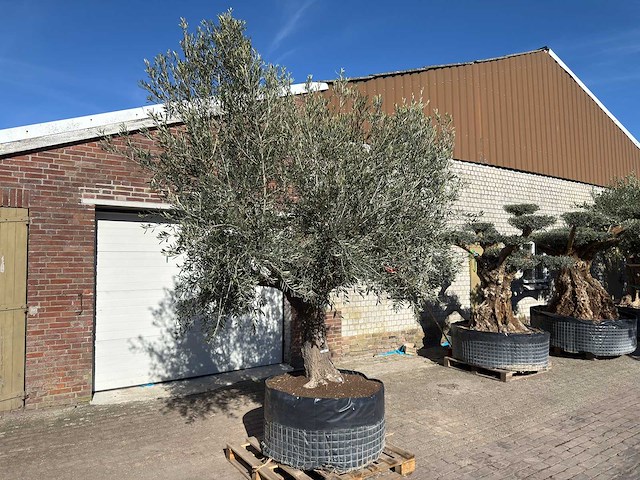 Olijfboom tortuga - olea europaea - 200 jaar oud - hoogte ca. 300 cm - afbeelding 5 van  11