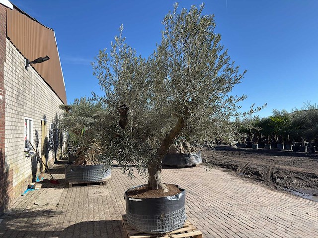 Olijfboom tortuga - olea europaea - 200 jaar oud - hoogte ca. 300 cm - afbeelding 6 van  11