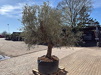 Olijfboom tortuga - olea europaea - 200 jaar oud - hoogte ca. 300 cm - afbeelding 7 van  11