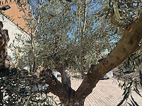 Olijfboom tortuga - olea europaea - 200 jaar oud - hoogte ca. 300 cm - afbeelding 8 van  11