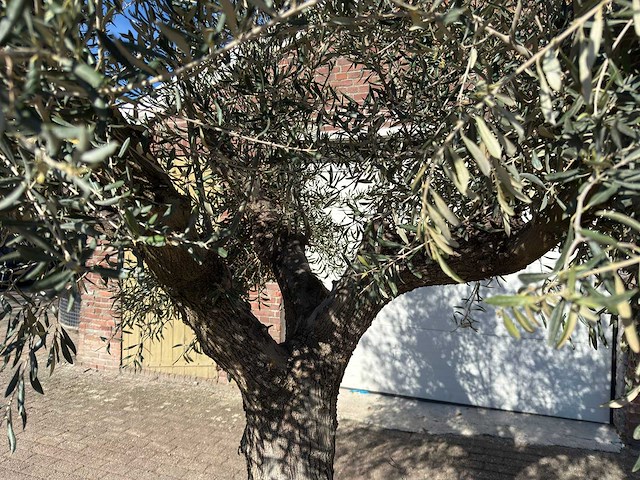 Olijfboom tortuga - olea europaea - 200 jaar oud - hoogte ca. 300 cm - afbeelding 9 van  11