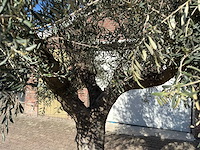 Olijfboom tortuga - olea europaea - 200 jaar oud - hoogte ca. 300 cm - afbeelding 9 van  11
