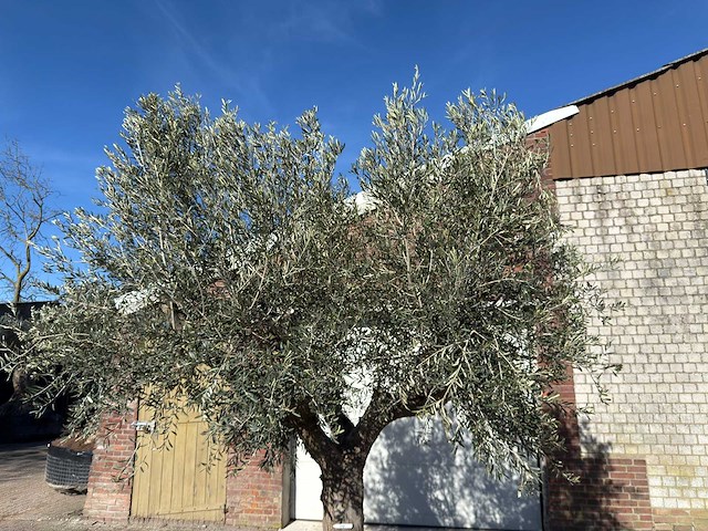 Olijfboom tortuga - olea europaea - 200 jaar oud - hoogte ca. 300 cm - afbeelding 10 van  11