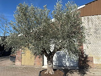 Olijfboom tortuga - olea europaea - 200 jaar oud - hoogte ca. 300 cm - afbeelding 11 van  11
