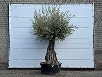 Olijfboom tortuga - olea europaea - ca. 50 jaar oud - hoogte ca. 260 cm