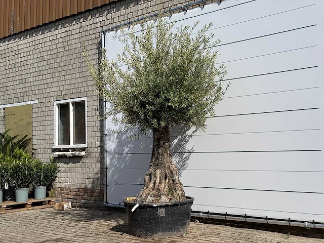 Olijfboom tortuga - olea europaea - ca. 50 jaar oud - hoogte ca. 260 cm - afbeelding 2 van  6