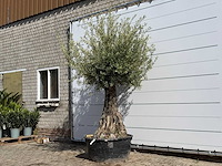 Olijfboom tortuga - olea europaea - ca. 50 jaar oud - hoogte ca. 260 cm - afbeelding 2 van  6