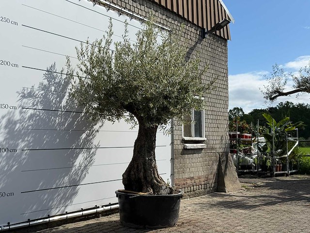 Olijfboom tortuga - olea europaea - ca. 50 jaar oud - hoogte ca. 260 cm - afbeelding 3 van  6