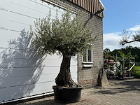 Olijfboom tortuga - olea europaea - ca. 50 jaar oud - hoogte ca. 260 cm - afbeelding 3 van  6