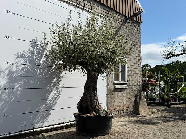 Olijfboom tortuga - olea europaea - ca. 50 jaar oud - hoogte ca. 260 cm - afbeelding 4 van  6