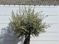 Olijfboom tortuga - olea europaea - ca. 50 jaar oud - hoogte ca. 260 cm - afbeelding 5 van  6