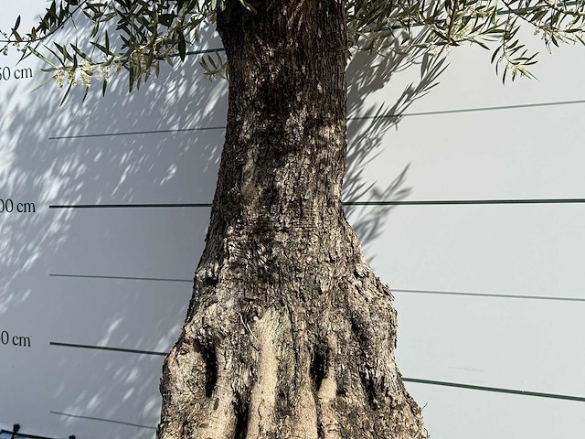 Olijfboom tortuga - olea europaea - ca. 50 jaar oud - hoogte ca. 260 cm - afbeelding 6 van  6
