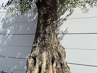 Olijfboom tortuga - olea europaea - ca. 50 jaar oud - hoogte ca. 260 cm - afbeelding 6 van  6