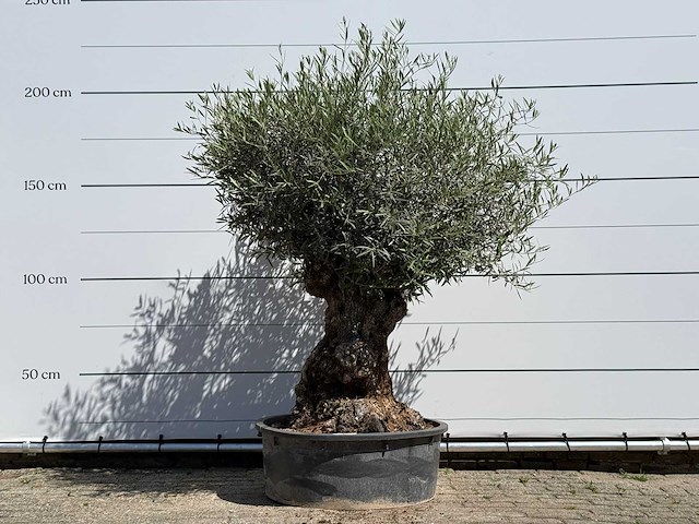 Olijfboom tortuga - olea europaea - ca. 80 jaar oud - hoogte ca. 210 cm - afbeelding 1 van  4