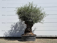 Olijfboom tortuga - olea europaea - ca. 80 jaar oud - hoogte ca. 210 cm