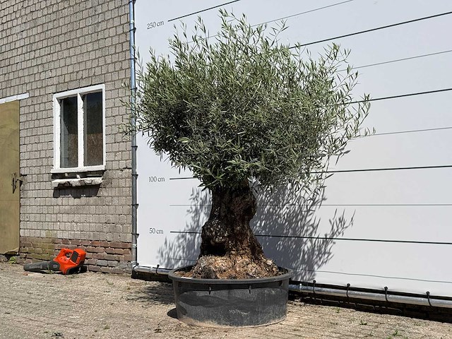 Olijfboom tortuga - olea europaea - ca. 80 jaar oud - hoogte ca. 210 cm - afbeelding 2 van  4