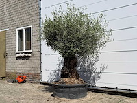Olijfboom tortuga - olea europaea - ca. 80 jaar oud - hoogte ca. 210 cm - afbeelding 2 van  4