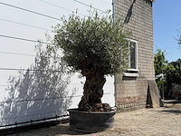 Olijfboom tortuga - olea europaea - ca. 80 jaar oud - hoogte ca. 210 cm - afbeelding 3 van  4