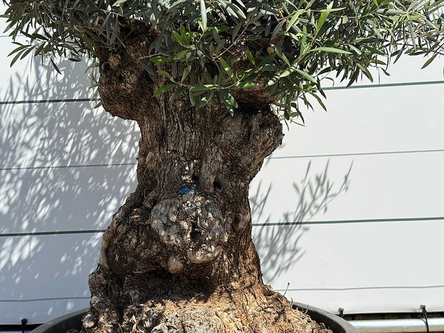 Olijfboom tortuga - olea europaea - ca. 80 jaar oud - hoogte ca. 210 cm - afbeelding 4 van  4