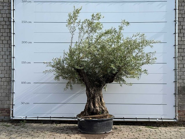Olijfboom tortuga - olea europaea - ca. 80 jaar oud - hoogte ca. 220 cm - afbeelding 1 van  5