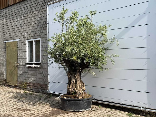 Olijfboom tortuga - olea europaea - ca. 80 jaar oud - hoogte ca. 220 cm - afbeelding 2 van  5