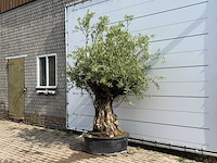 Olijfboom tortuga - olea europaea - ca. 80 jaar oud - hoogte ca. 220 cm - afbeelding 2 van  5