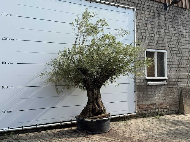 Olijfboom tortuga - olea europaea - ca. 80 jaar oud - hoogte ca. 220 cm - afbeelding 3 van  5