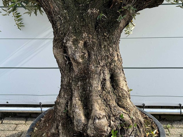 Olijfboom tortuga - olea europaea - ca. 80 jaar oud - hoogte ca. 220 cm - afbeelding 4 van  5