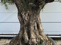 Olijfboom tortuga - olea europaea - ca. 80 jaar oud - hoogte ca. 220 cm - afbeelding 4 van  5