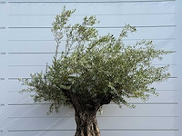 Olijfboom tortuga - olea europaea - ca. 80 jaar oud - hoogte ca. 220 cm - afbeelding 5 van  5
