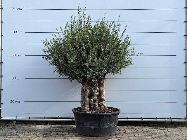 Olijfboom tortuga - olea europaea - ca. 80 jaar oud - hoogte ca. 220 cm - afbeelding 1 van  6