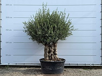 Olijfboom tortuga - olea europaea - ca. 80 jaar oud - hoogte ca. 220 cm - afbeelding 1 van  6